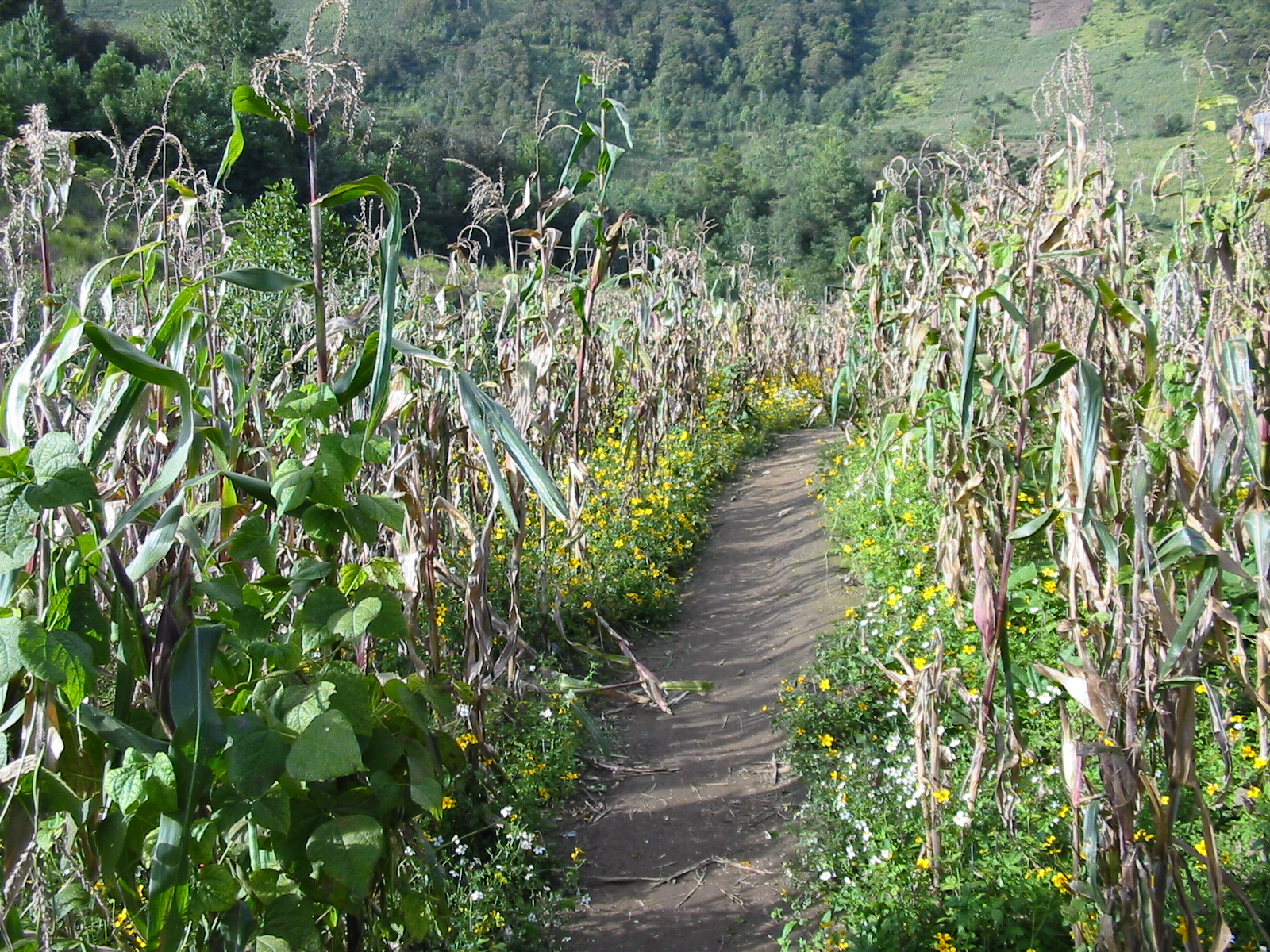Agricultura