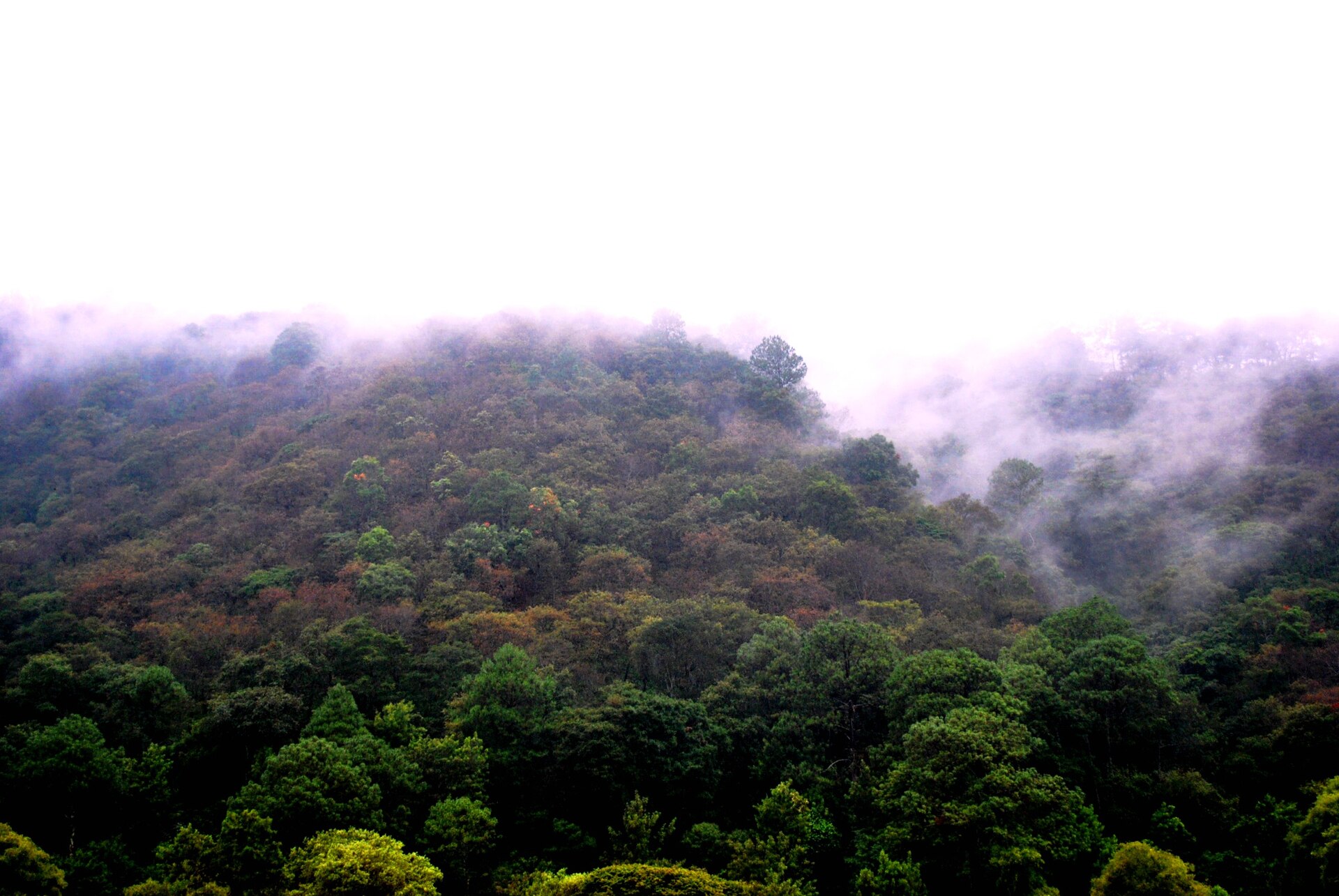 Bosques