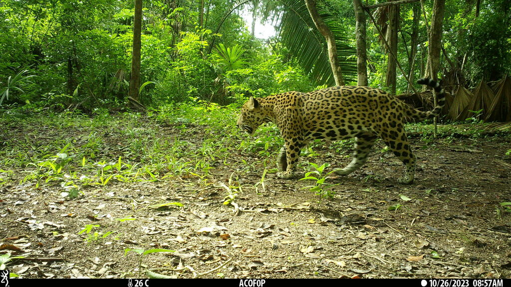 Reserva de Biósfera Maya