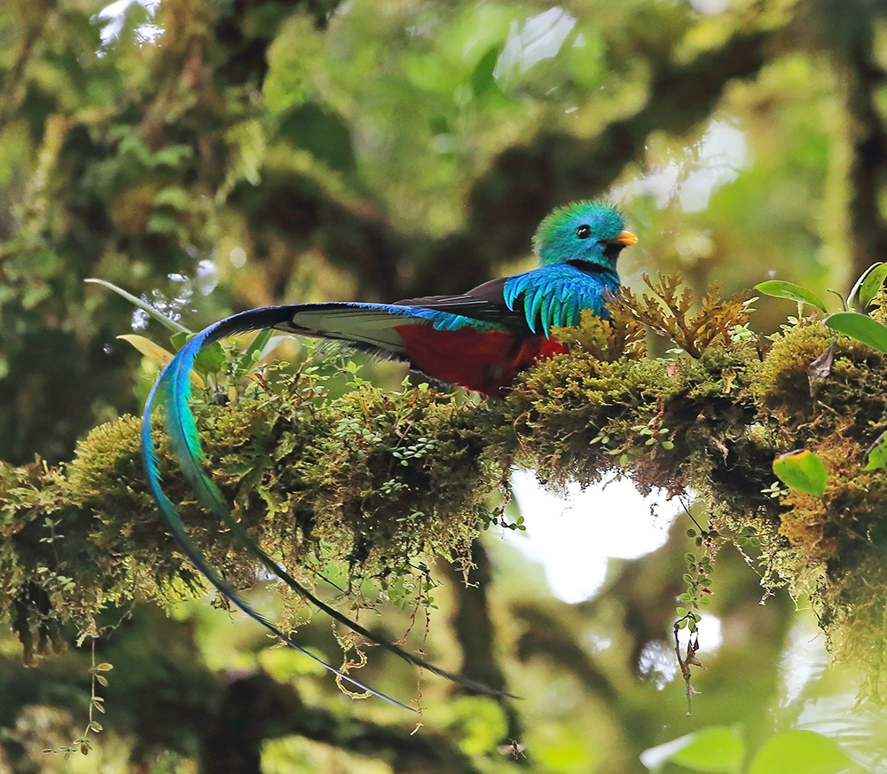 Reserva de Biósfera Sierra de Las Minas